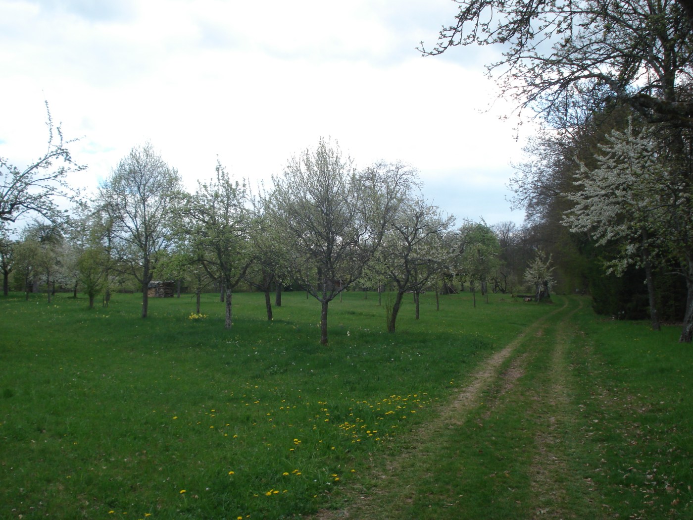 Schönbuch im Frühling (Foto: schrittWeise)