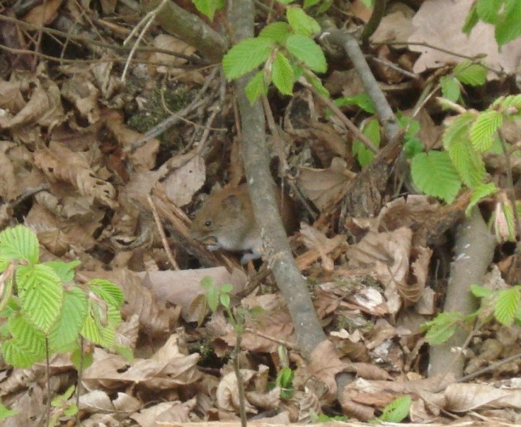 Ein versteckter Beobachter