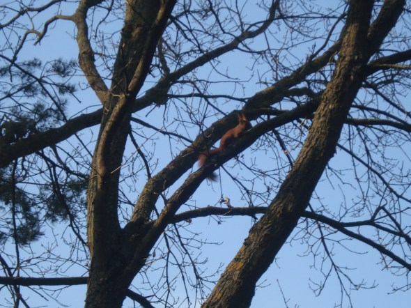 Freches Eichhörnchen auf dem Weg (Foto: schrittWeise, 2017)