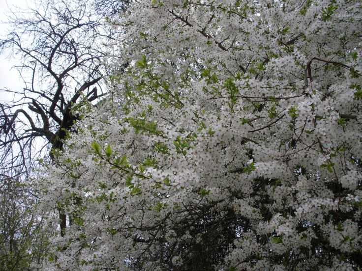 Gräfenberg im Frühling