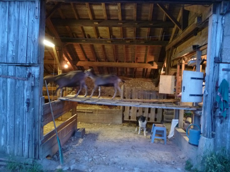 Der Hund fand einfach keine Ruhe (Foto: schrittWeise)