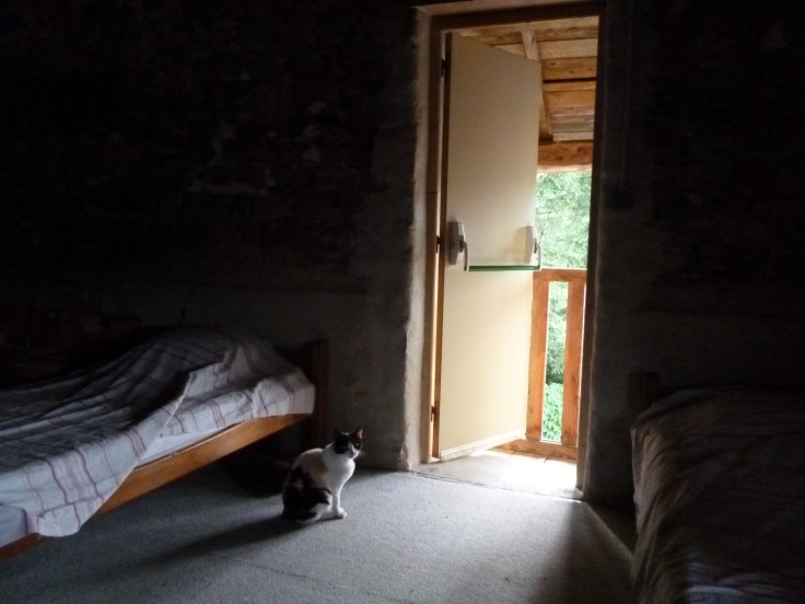 Katze am nächsten Morgen