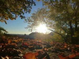 Blätter im Sonnenlicht