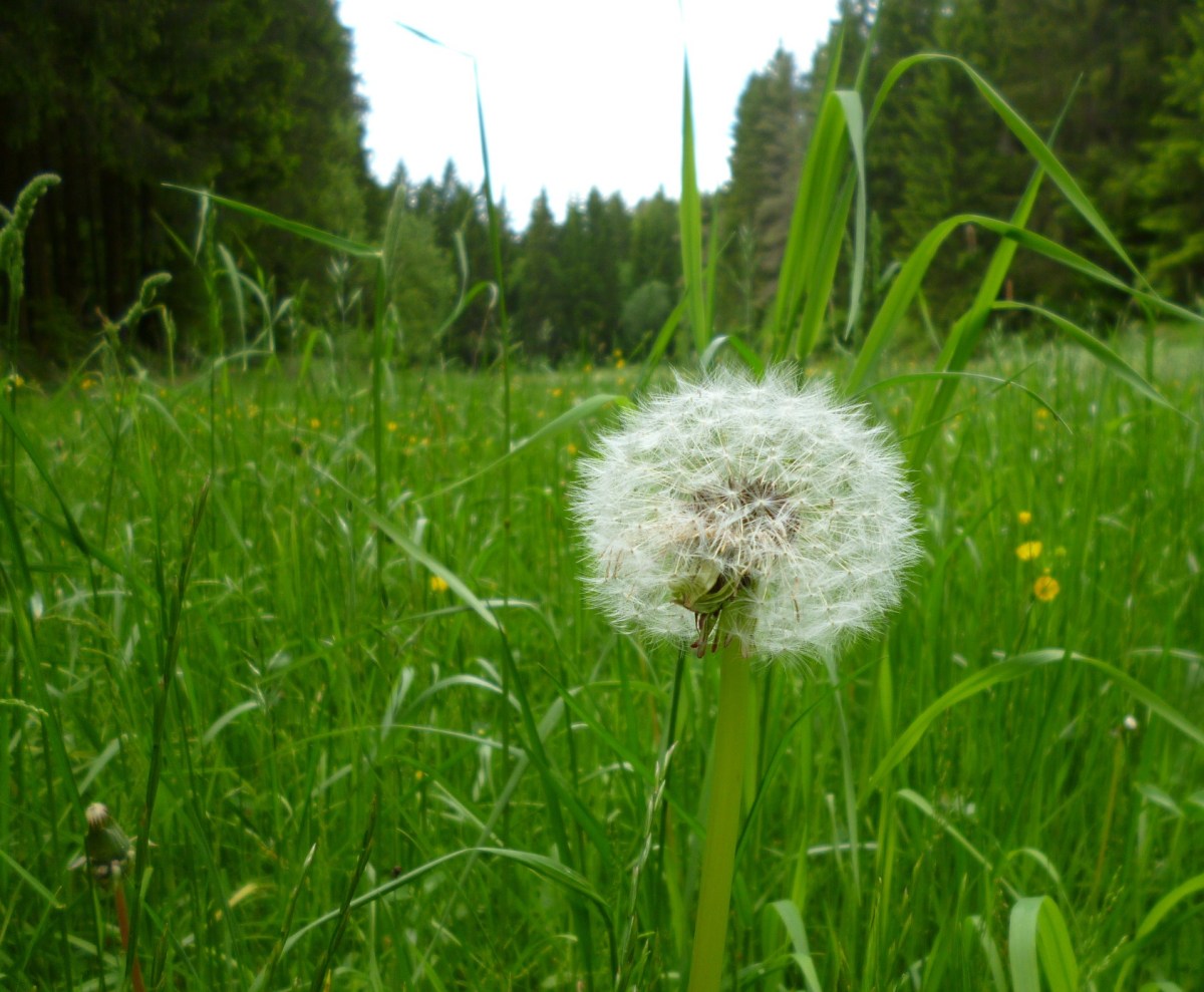 Das lyrische Ich – Dario Schrittweise