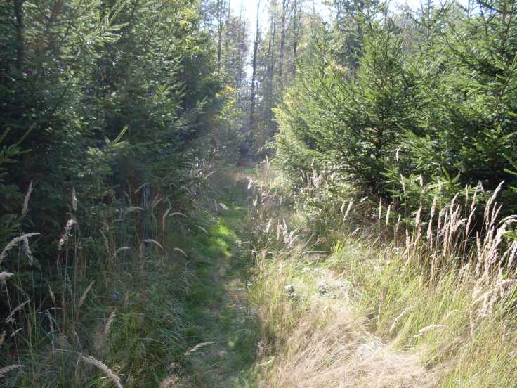 Ein Waldstück kurz nach Schrozberg (Fotorechte: Dario schrittWeise)