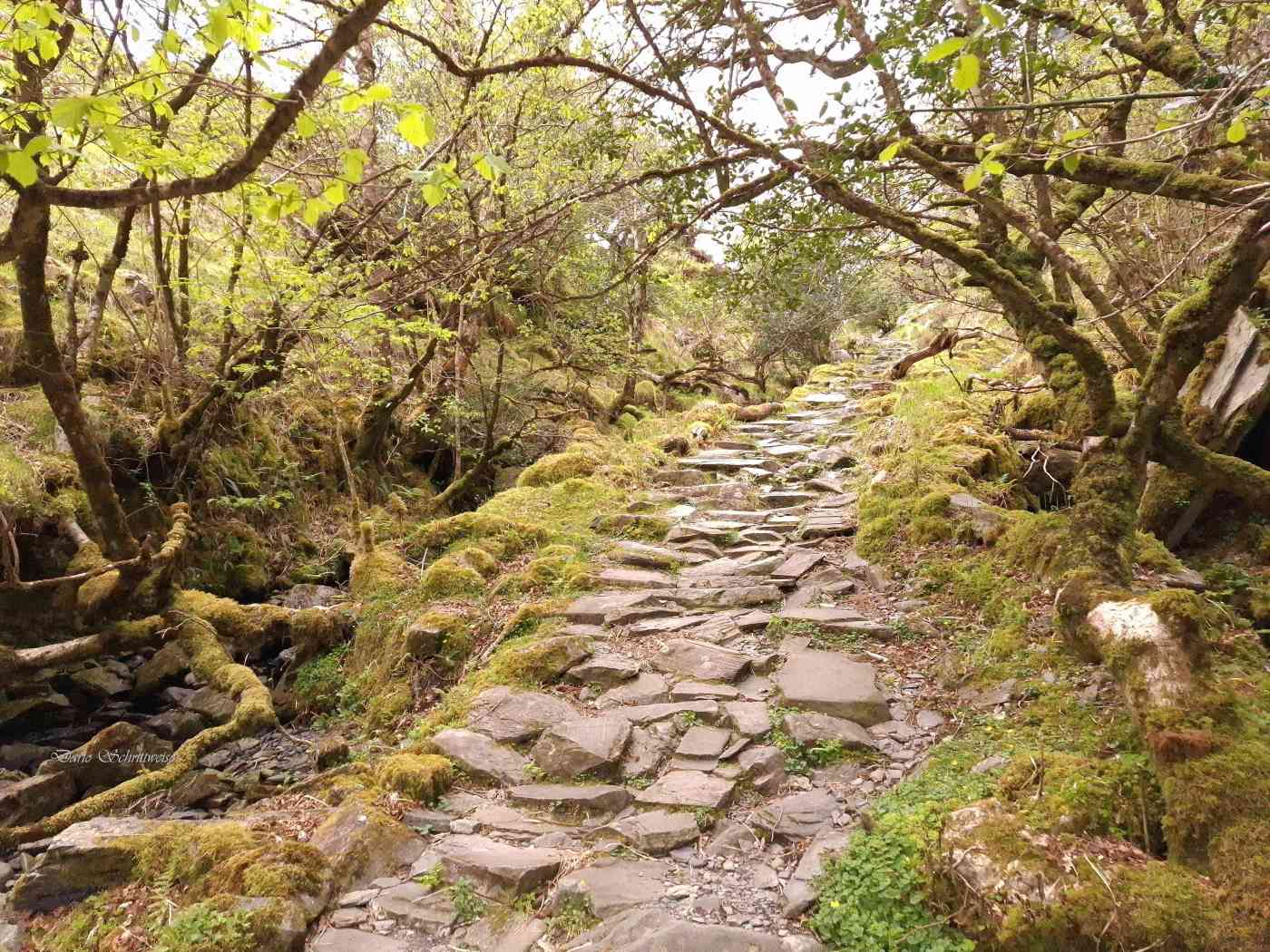 Der verzauberte Wald