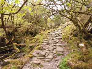 Der verzauberte Wald