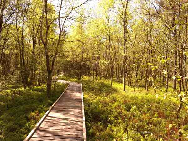 Der Bohlenpfad durch das Moor