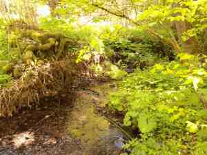 Ein Bach auf dem Weg