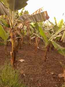 Eine Bananenplantage