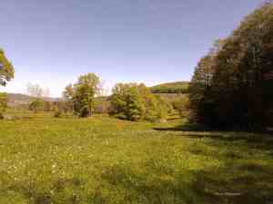 Eine Wiese auf dem Weg