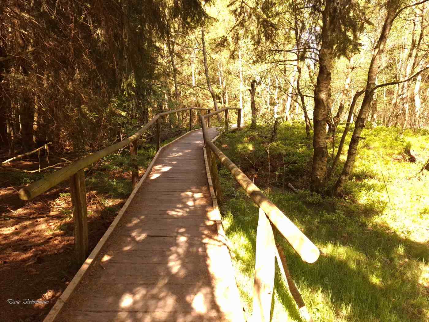 Der Eingang ins Rote Moor