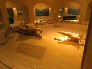 Basilosaurus Isis Wal im Museum