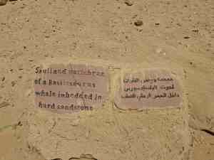 Der Basilosaurus Wal