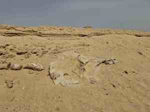 Der Kopf des Basilosaurus Wales