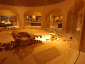 Der Schädel des Basilosaurus