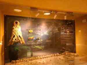 Diverse Schädel und Skelette