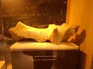 Ein Schädel des Arsinoitheriums