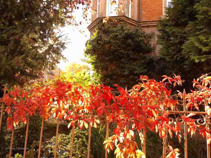 Eine rote Kletterpflanze