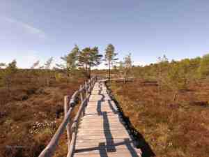 Der Weg durch das Moor