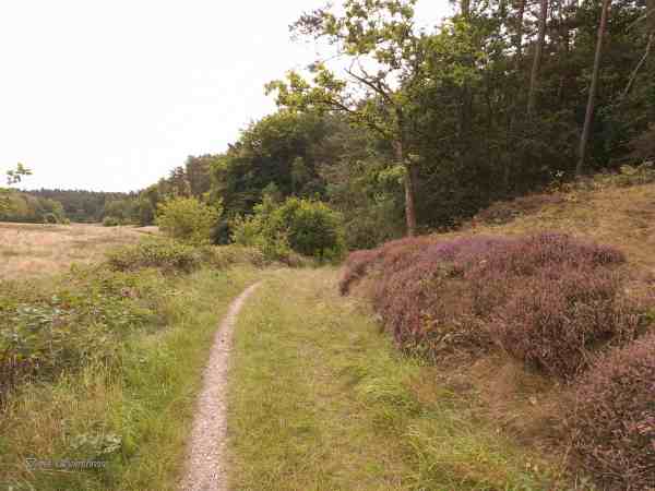 Heidekraut im Ulstrup Ådal
