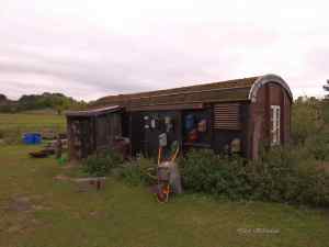 Dänischer Löwenzahn